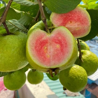 Cây Ổi Ruby Sẵn Trái THIỆN FARM quả giòn ngọt đậm ít hạt, thịt hồng, trồng chậu, thùng xốp
