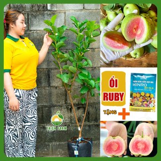Cây Ổi Ruby Sẵn Trái THIỆN FARM quả giòn ngọt đậm ít hạt, thịt hồng, trồng chậu, thùng xốp