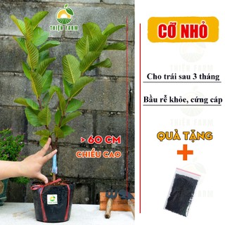 Cây Ổi Ruby Sẵn Trái THIỆN FARM quả giòn ngọt đậm ít hạt, thịt hồng, trồng chậu, thùng xốp