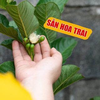 Cây Ổi Ruby Sẵn Trái THIỆN FARM quả giòn ngọt đậm ít hạt, thịt hồng, trồng chậu, thùng xốp