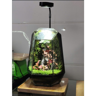 Đèn Terrarium Đèn 3W đế gỗ ĐÈN LED QUANG HỢP có sỉ sll