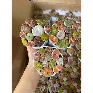 Sen Mông mập/Thạch Lan/Lithops màu đẹp siêu xinh cả chậu size 6-7cm y hình Mầm Nắng Garden lỗi 1 đền 1