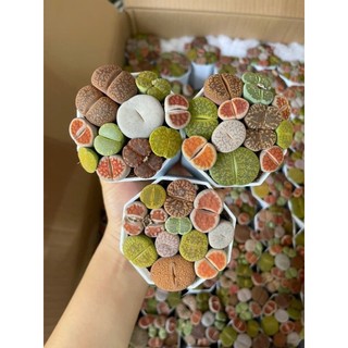 Sen Mông mập/Thạch Lan/Lithops màu đẹp siêu xinh cả chậu size 6-7cm y hình Mầm Nắng Garden lỗi 1 đền 1
