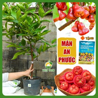 Cây Mận An Phước Cỡ Lớn THIỆN FARM quả giòn ngọt không hạt, trồng ăn quả, che mát, cây trồng sân thượng, ban công