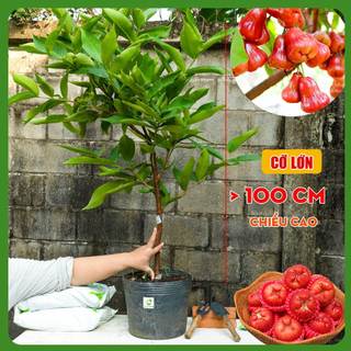 Cây Mận An Phước Cỡ Lớn THIỆN FARM quả giòn ngọt không hạt, trồng ăn quả, che mát, cây trồng sân thượng, ban công