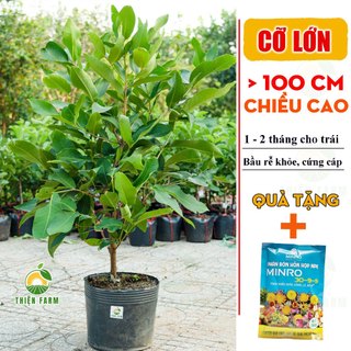 Cây Mận An Phước Cỡ Lớn THIỆN FARM quả giòn ngọt không hạt, trồng ăn quả, che mát, cây trồng sân thượng, ban công
