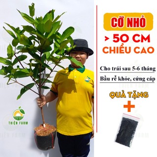 Cây Mận An Phước Cỡ Lớn THIỆN FARM quả giòn ngọt không hạt, trồng ăn quả, che mát, cây trồng sân thượng, ban công