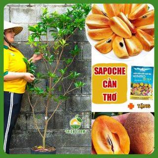 Cây Sapoche Cần Thơ Sẵn Trái THIỆN FARM, Cây Lồng Mứt, quả ngọt đậm, trồng ban công, sân thượng