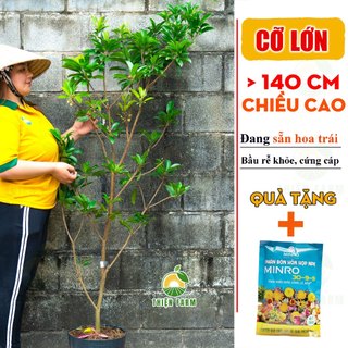 Cây Sapoche Cần Thơ Sẵn Trái THIỆN FARM, Cây Lồng Mứt, quả ngọt đậm, trồng ban công, sân thượng