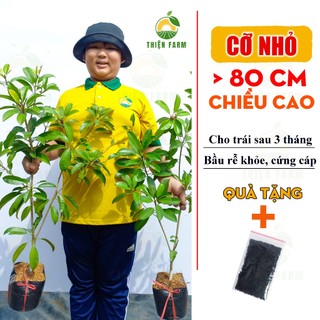 Cây Sapoche Cần Thơ Sẵn Trái THIỆN FARM, Cây Lồng Mứt, quả ngọt đậm, trồng ban công, sân thượng