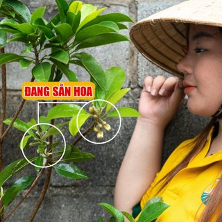 Cây Sapoche Cần Thơ Sẵn Trái THIỆN FARM, Cây Lồng Mứt, quả ngọt đậm, trồng ban công, sân thượng