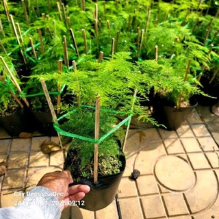 Cây kim thủy tùng trang trí hồ cá thủy sinh trồng bán cạn