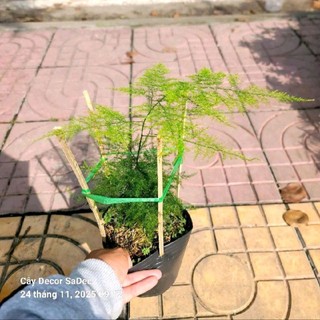 Cây kim thủy tùng trang trí hồ cá thủy sinh trồng bán cạn