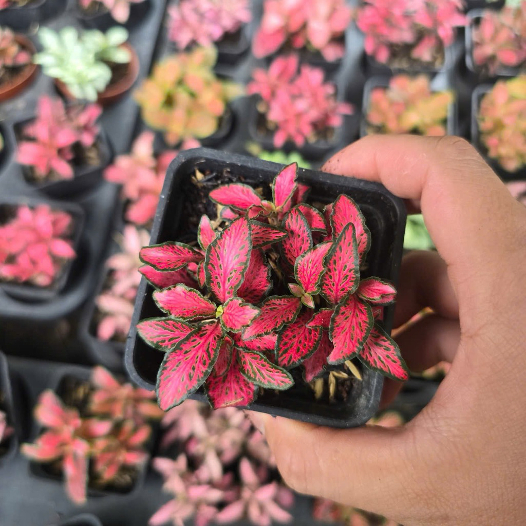Cẩm Nhung Màu, Cây May Mắn, Fittonia
