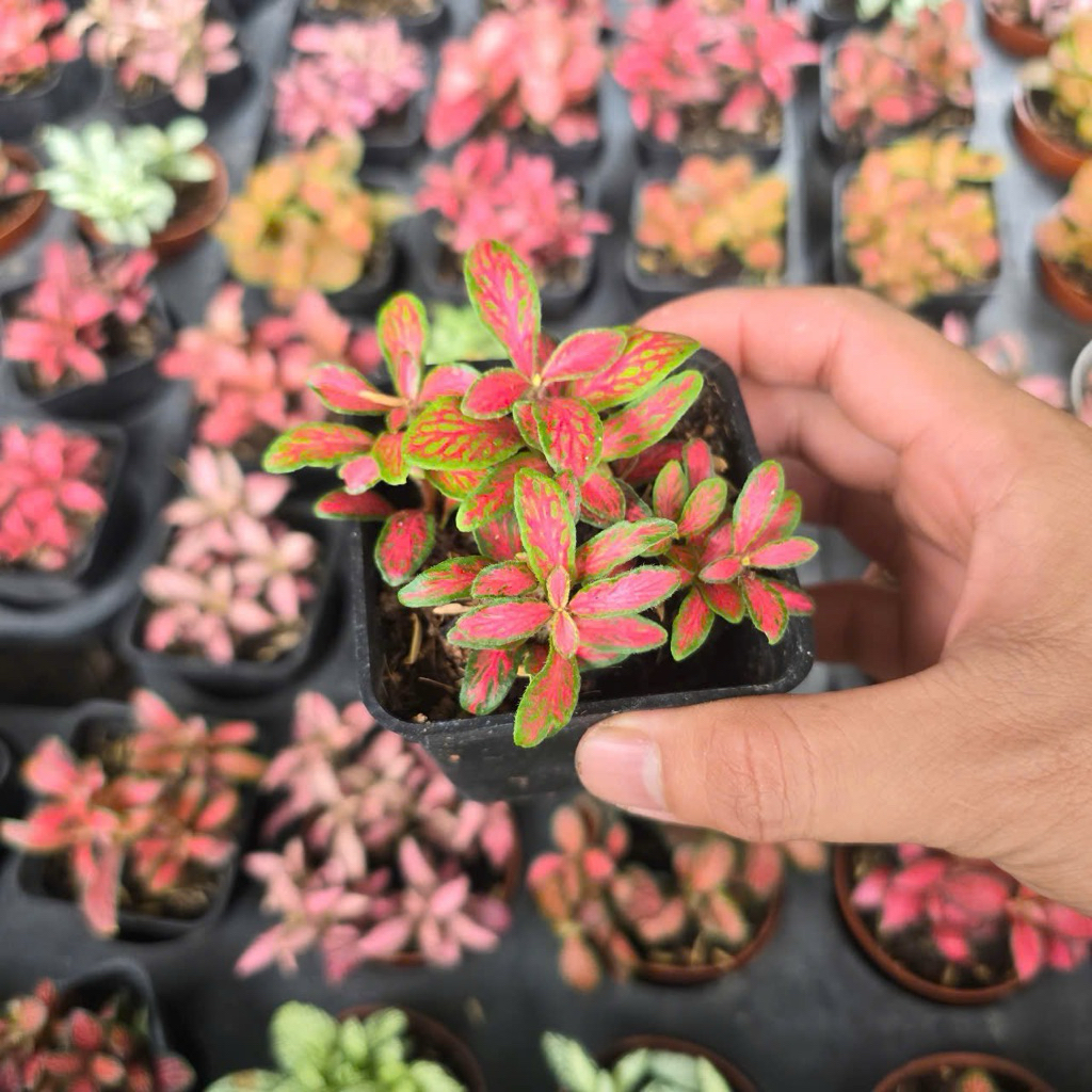 Cẩm Nhung Màu, Cây May Mắn, Fittonia