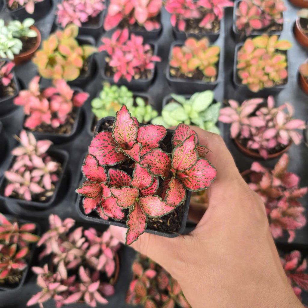 Cẩm Nhung Màu, Cây May Mắn, Fittonia