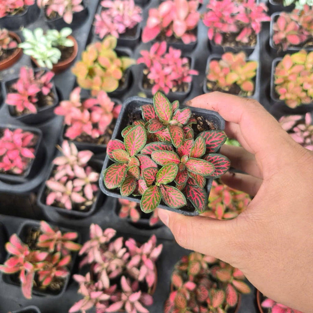 Cẩm Nhung Màu, Cây May Mắn, Fittonia