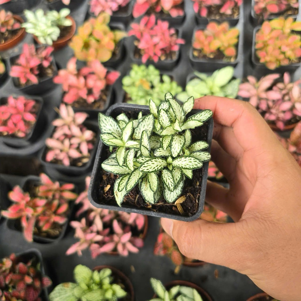 Cẩm Nhung Màu, Cây May Mắn, Fittonia