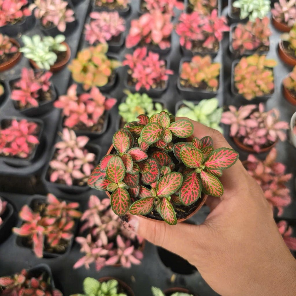 Cẩm Nhung Màu, Cây May Mắn, Fittonia