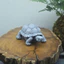 Tượng Rùa Mini Giả Đá Decor Mã 20