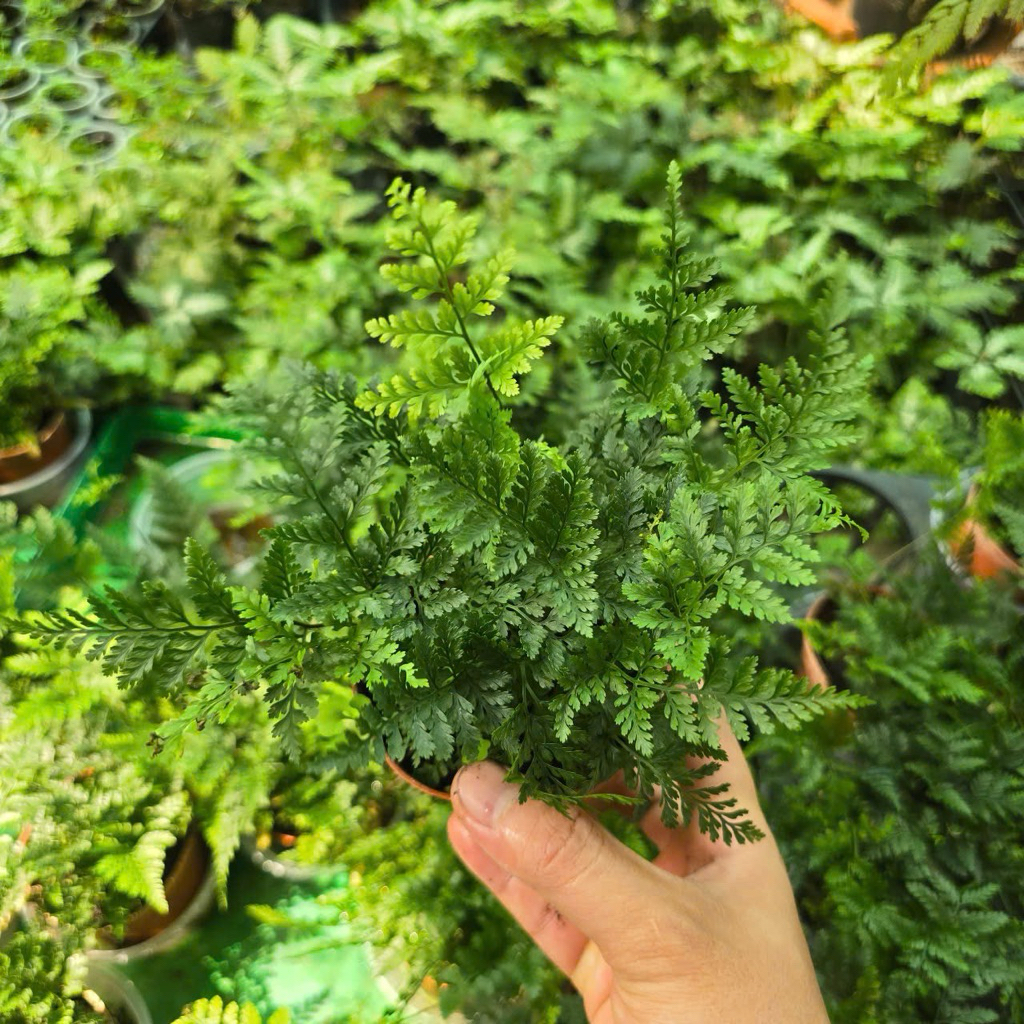 Dương Xỉ Chân Thỏ Chậu Lớn