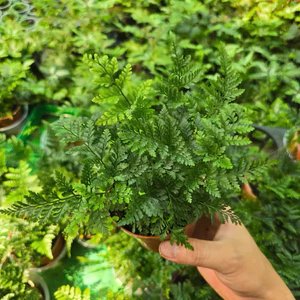 Dương Xỉ Chân Thỏ Chậu Lớn