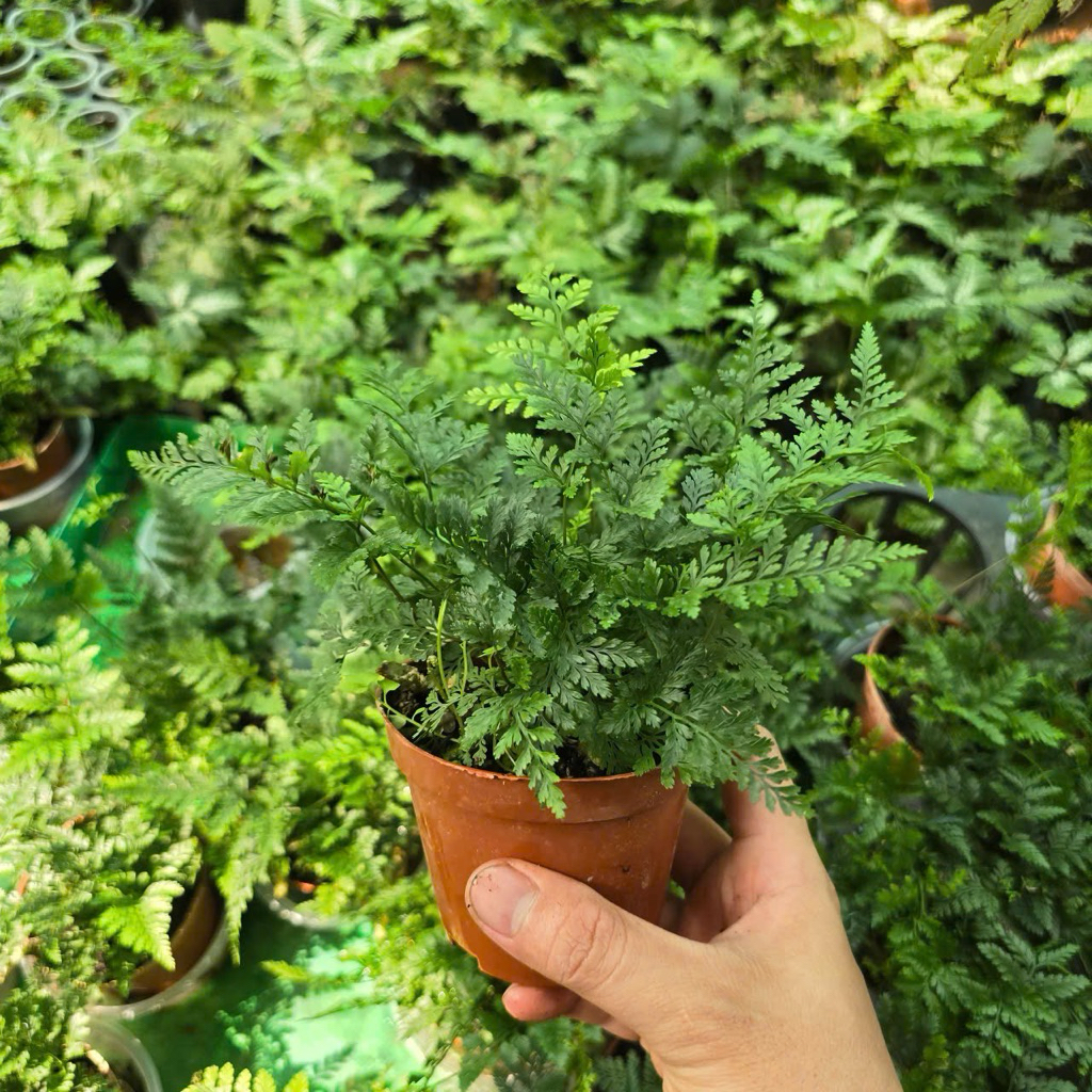 Dương Xỉ Chân Thỏ Chậu Lớn