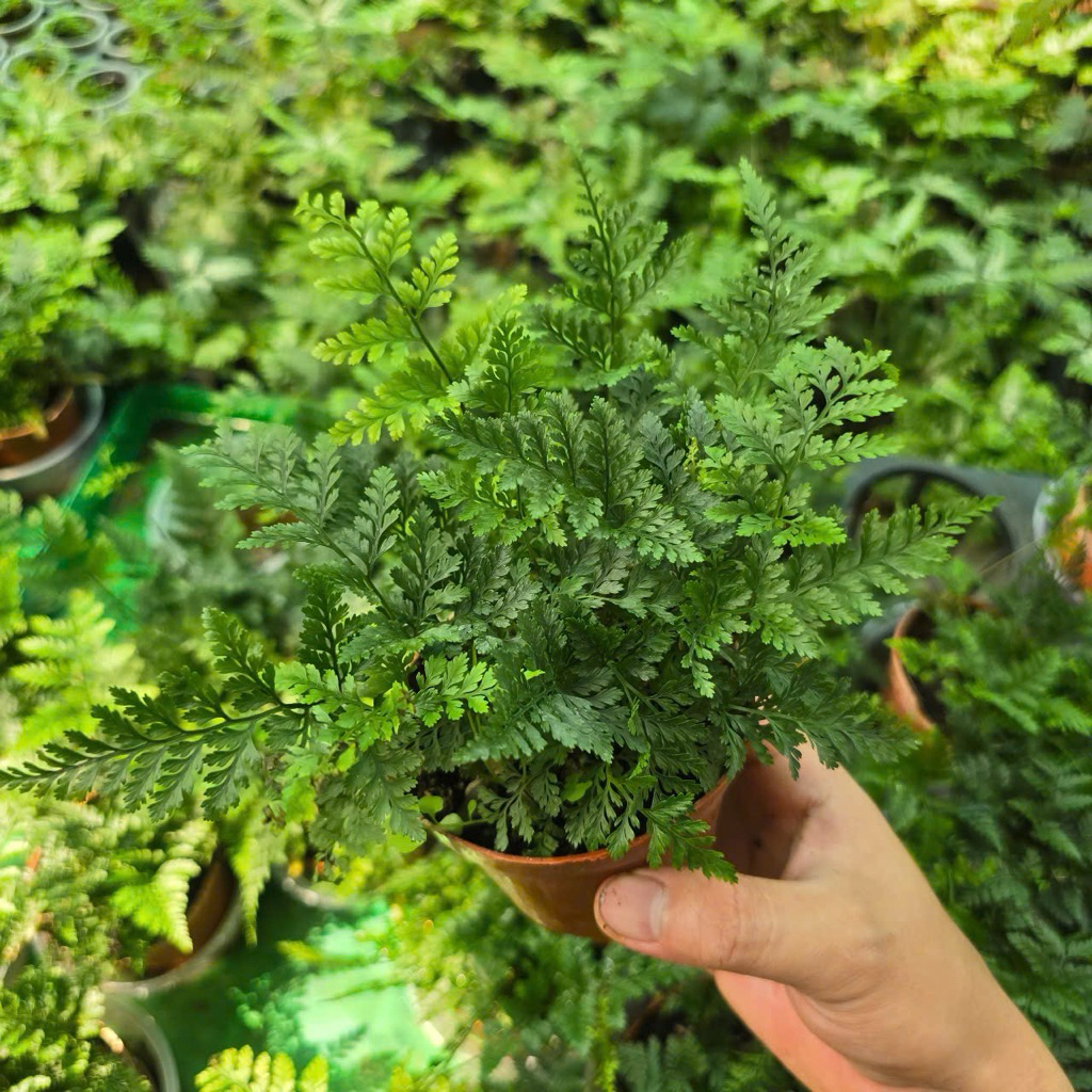 Dương Xỉ Chân Thỏ Chậu Lớn