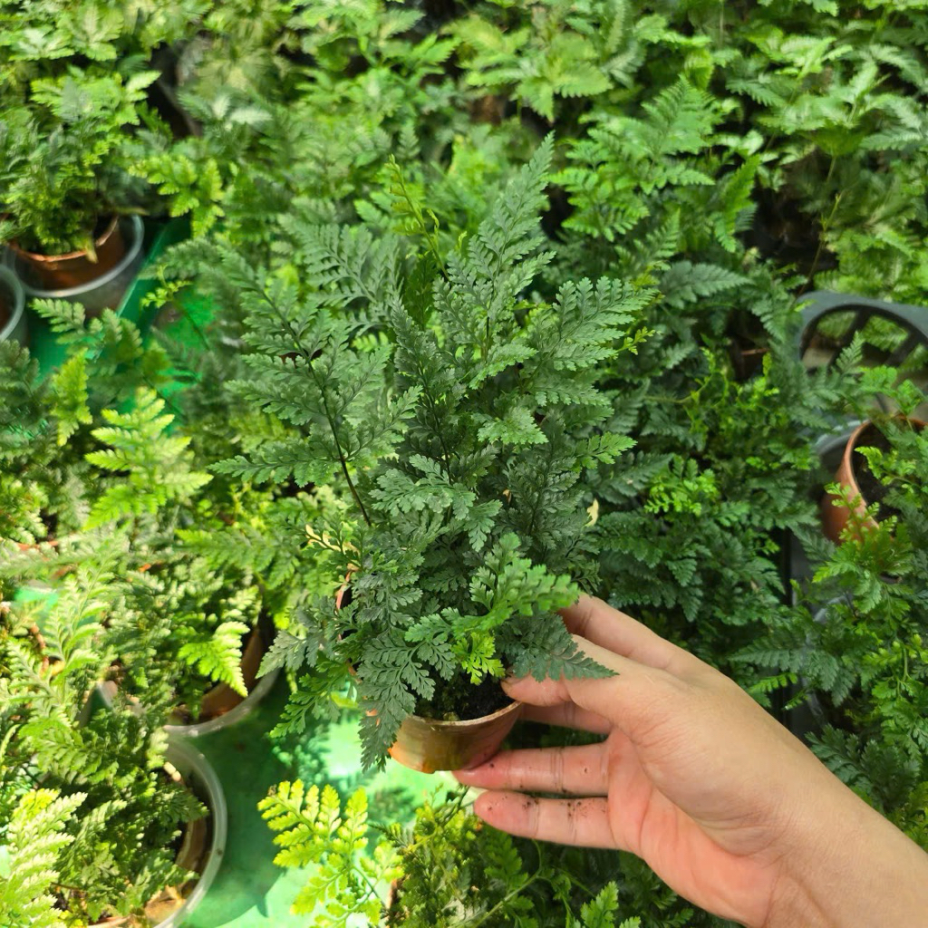 Dương Xỉ Chân Thỏ Chậu Lớn