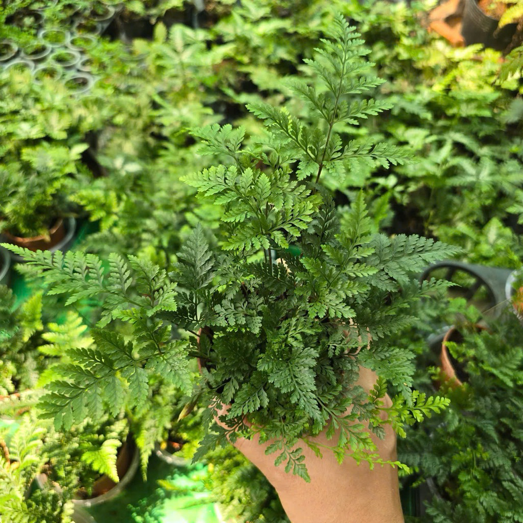 Dương Xỉ Chân Thỏ Chậu Lớn