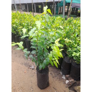 (combo 2 cây)Hồng Quân còn gọi là Bồ Quân,cao từ 35_40cm,Bầu ươm cao 11cm,đường kính bầu 9cm, được chọn lựa tại vườn