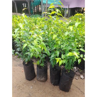 (combo 2 cây)Hồng Quân còn gọi là Bồ Quân,cao từ 35_40cm,Bầu ươm cao 11cm,đường kính bầu 9cm, được chọn lựa tại vườn