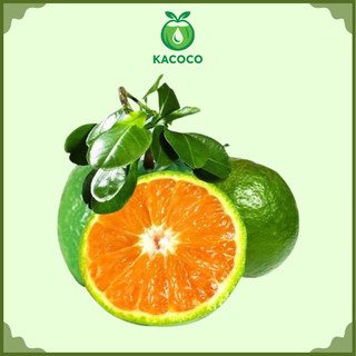 Sỉ 5kg, 10kg Cam Sành miền tây Ngọt, mọng nước Kacoco - Vắt nước ép hoặc ăn trực tiếp đều ngon