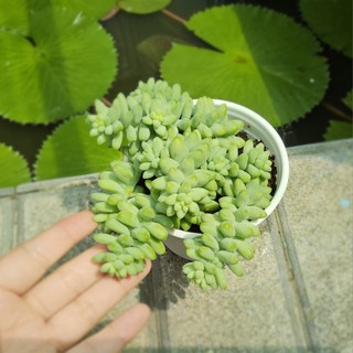 Sen Đá Chuỗi Ngọc Bi Size Trung 10cm Dáng Rủ Xinh Xắn - Cây Khỏe Đẹp Decor Bàn Làm Việc - Mầm Nắng Garden