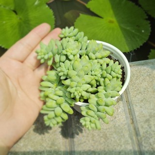 Sen Đá Chuỗi Ngọc Bi Size Trung 10cm Dáng Rủ Xinh Xắn - Cây Khỏe Đẹp Decor Bàn Làm Việc - Mầm Nắng Garden