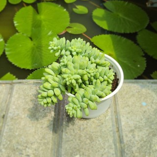 Sen Đá Chuỗi Ngọc Bi Size Trung 10cm Dáng Rủ Xinh Xắn - Cây Khỏe Đẹp Decor Bàn Làm Việc - Mầm Nắng Garden
