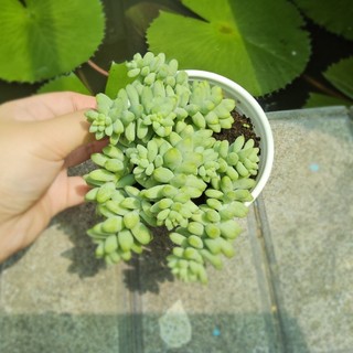 Sen Đá Chuỗi Ngọc Bi Size Trung 10cm Dáng Rủ Xinh Xắn - Cây Khỏe Đẹp Decor Bàn Làm Việc - Mầm Nắng Garden