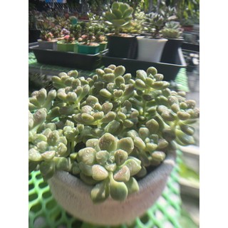SEN ĐÁ KIM TUYẾN |Graptopetalum mendozae| Cây đã vô chậu và thuần khí hậu miền nam