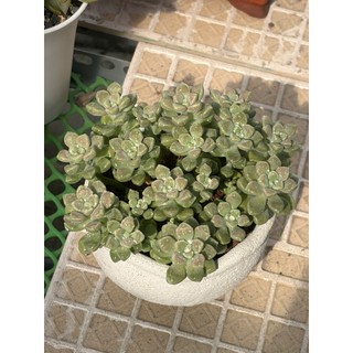 SEN ĐÁ KIM TUYẾN |Graptopetalum mendozae| Cây đã vô chậu và thuần khí hậu miền nam