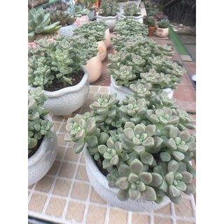 SEN ĐÁ KIM TUYẾN |Graptopetalum mendozae| Cây đã vô chậu và thuần khí hậu miền nam