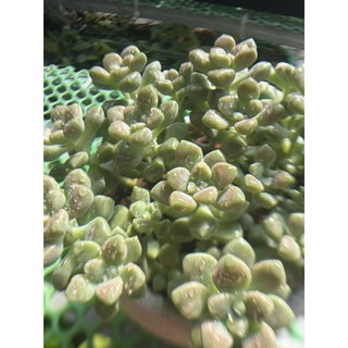 SEN ĐÁ KIM TUYẾN |Graptopetalum mendozae| Cây đã vô chậu và thuần khí hậu miền nam
