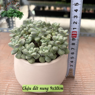 SEN ĐÁ KIM TUYẾN |Graptopetalum mendozae| Cây đã vô chậu và thuần khí hậu miền nam