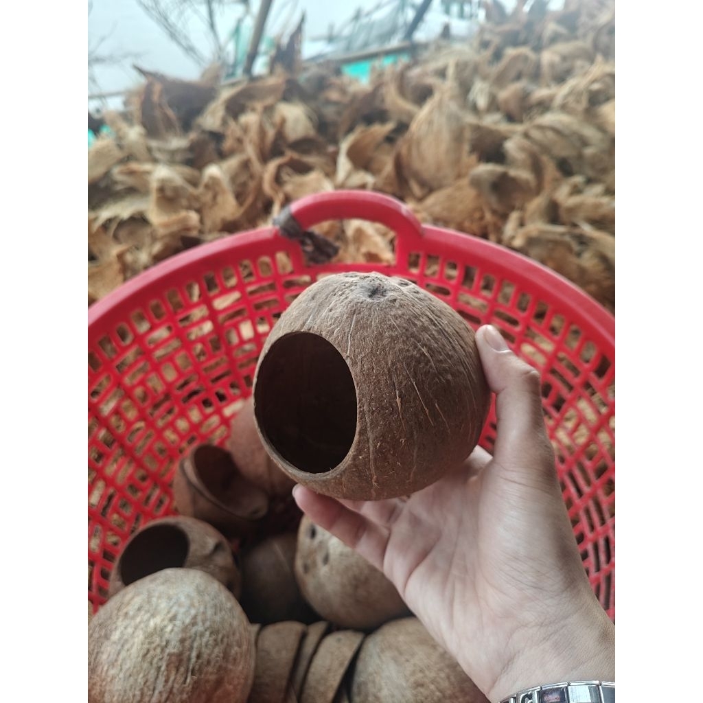Gáo tổ chim, tổ sóc... đã qua xử lý phần xơ dừa