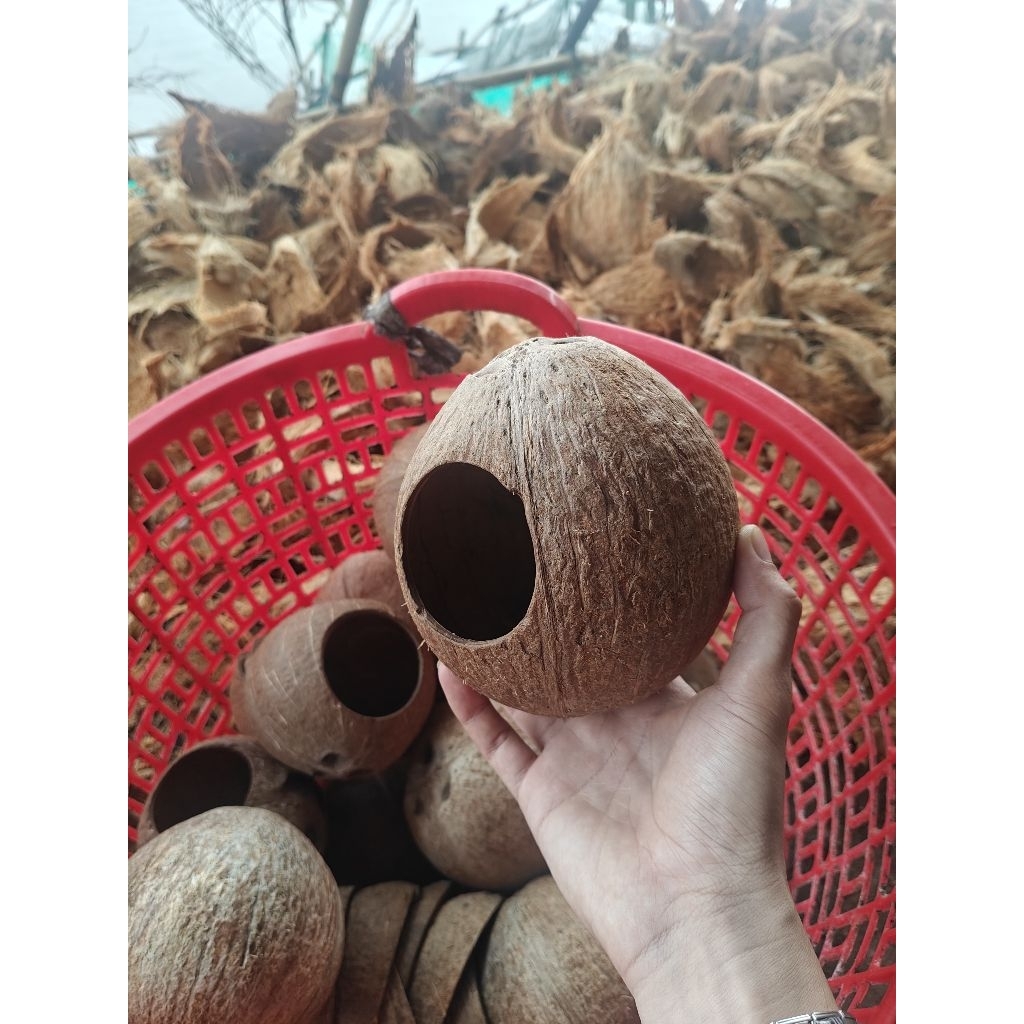 Gáo tổ chim, tổ sóc... đã qua xử lý phần xơ dừa