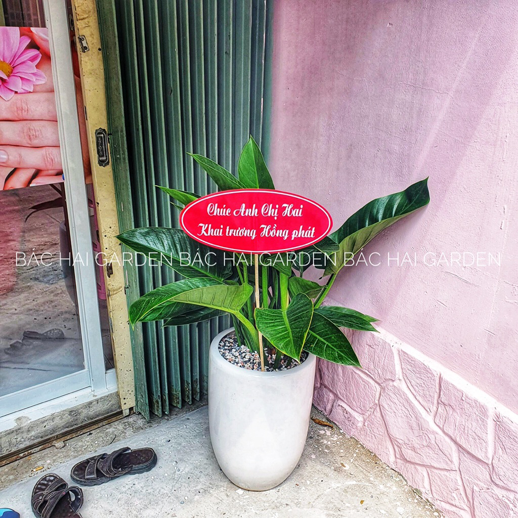 Chậu cây đế vương xanh kèm chậu men sứ trắng - Cây nội ngoại thất cao cấp- Cây xanh trang trí văn phòng, nhà phố