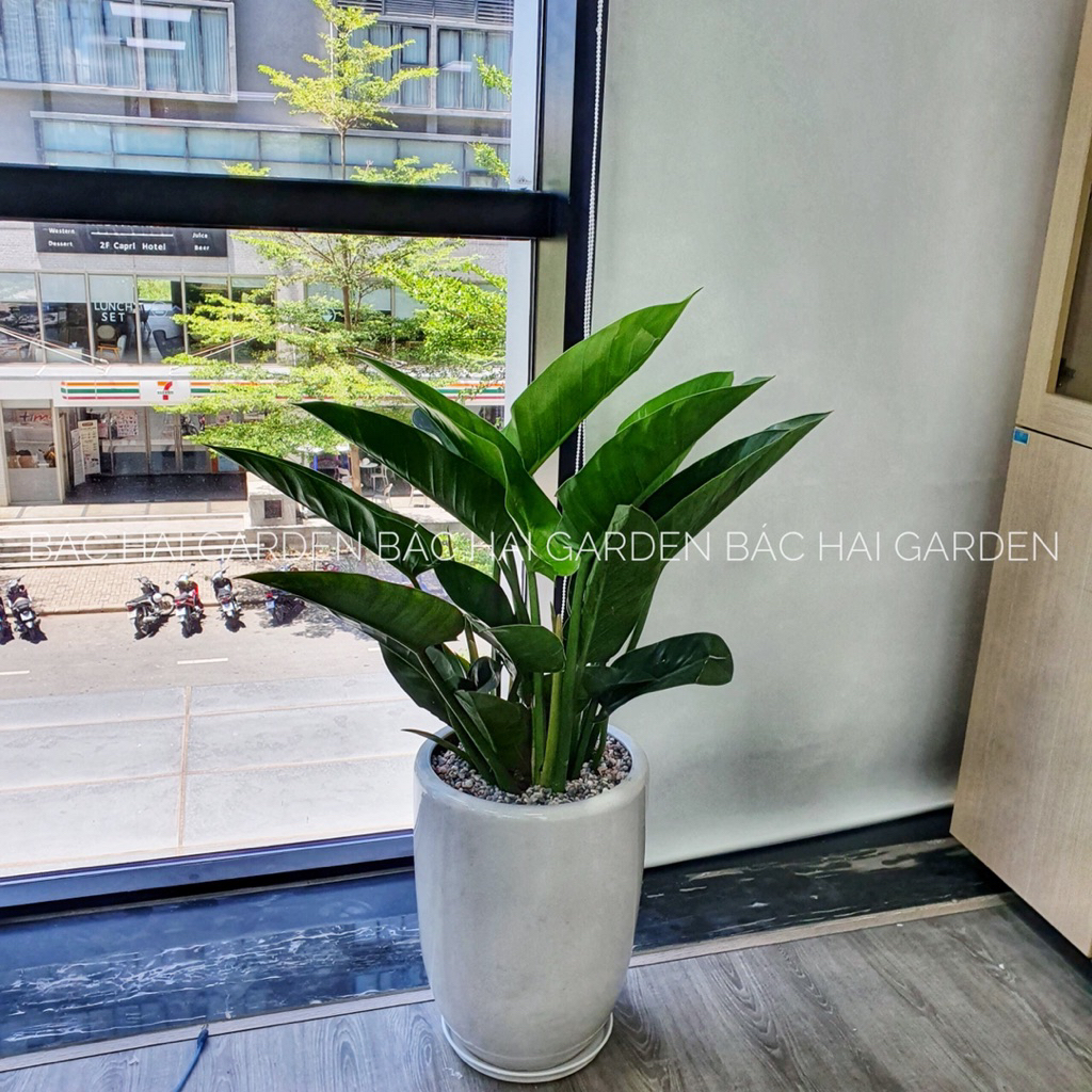 Chậu cây đế vương xanh kèm chậu men sứ trắng - Cây nội ngoại thất cao cấp- Cây xanh trang trí văn phòng, nhà phố