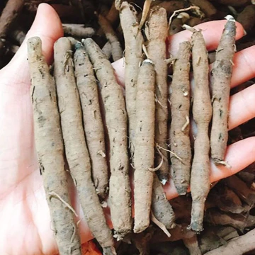 Sâm Cau Đen Tươi Tây Bắc 1kg - Sâm Tiên Mao Rừng Nguyên Củ