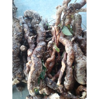Củ Hà Thủ Ô trắng, tươi, mọc tự nhiên ở vùng núi cao Đá Bàn, Ninh Sơn, Ninh Hòa, Khánh Hòa (xứ trầm hương)