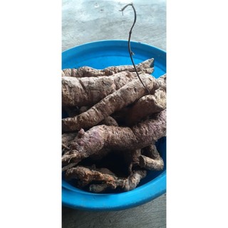 Củ Hà Thủ Ô trắng, tươi, mọc tự nhiên ở vùng núi cao Đá Bàn, Ninh Sơn, Ninh Hòa, Khánh Hòa (xứ trầm hương)