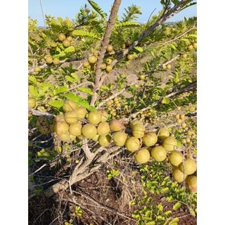 Quả MẮC KHAM (quả me rừng) khô/ già, to bằng ngón tay, gần chín, giòn, khi ăn thì chua chát, nuốt xong mới ngọt!